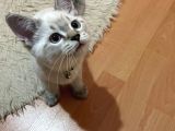 Safkan, Blue Point British Shorthair Erkek Yavrumuz