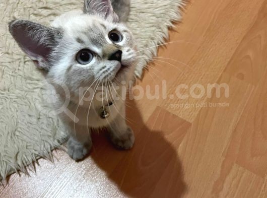 Safkan, Blue Point British Shorthair Erkek Yavrumuz görsel