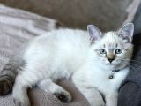 Safkan, Blue Point British Shorthair Erkek Yavrumuz