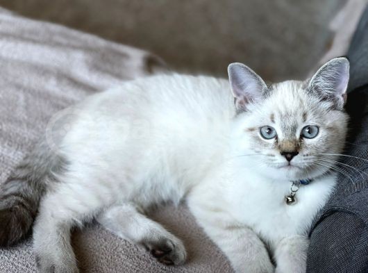 Safkan, Blue Point British Shorthair Erkek Yavrumuz