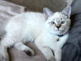 Safkan, Blue Point British Shorthair Erkek Yavrumuz