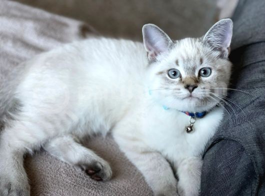 Safkan, Blue Point British Shorthair Erkek Yavrumuz görsel