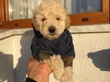 Ev Doğumlu Poodle Bebişler