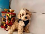 Dizayn Irk Sevimli Maltipoo Yavrular