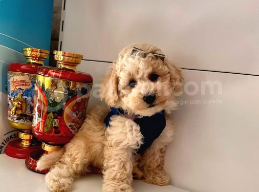 Dizayn Irk Sevimli Maltipoo Yavrular görsel