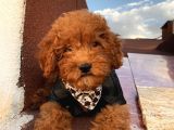 Ev Doğumlu Poodle Bebişler