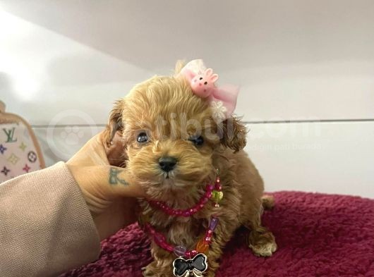 Muhtesem Tatli Maltipoo Bebekler görsel