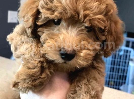 Anti̇ Alerji̇k Ve Kokusuz Safkan Toy Poodle Yavrular