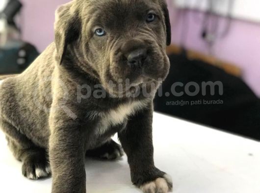 Devasa Cane Corso Yavrular görsel