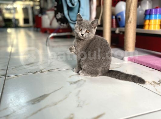 Gri Ve Beyaz Yavru Kediler görsel