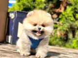 Ayıcık Surat Boo Pomeranian Yavrular