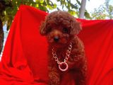 Red Brown Toy Poodle Yavrular