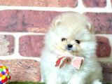 Show Kalite Pomeranian Boo Bebekler