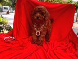 Red Brown Toy Poodle Yavrular