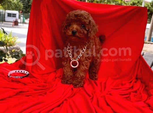 Red Brown Toy Poodle Yavrular görsel