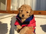 Ev Doğumlu Poodle Bebişler