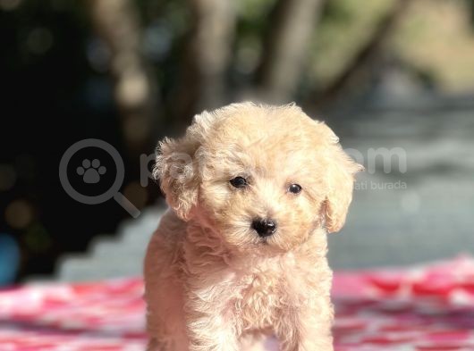 Apri̇cot Di̇şi̇ Toy Poodle Yavrumuz görsel