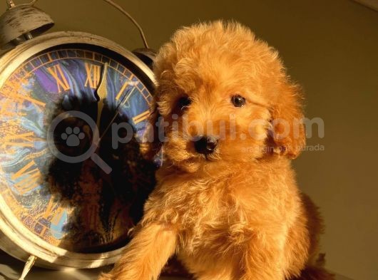 Çocuklarınıza En Güzel Arkadaş Toy Poodle Yavrular
