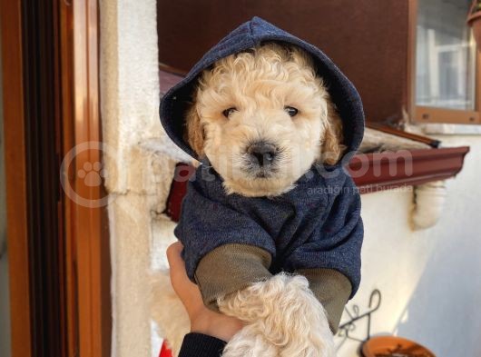 Ev Doğumlu Poodle Bebişler