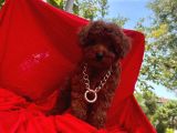 Red Brown Toy Poodle Yavrular