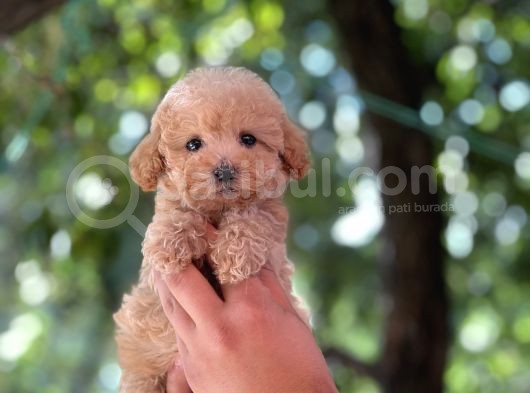 Apri̇cot Di̇şi̇ Toy Poodle Yavrumuz görsel