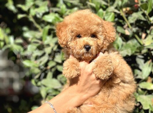 Muhtesem Guzellikte Poodle Yavrularimiz