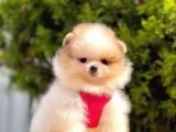 Teddy Face Pomeranian Boo Bebekler