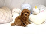 Red Toy Poodle Bebekler
