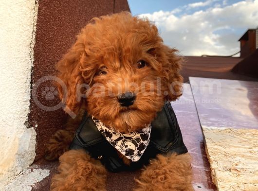 Karamelll.toypoodle ‘In Bebekleriiii görsel