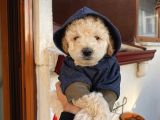 Karamelll.toypoodle ‘In Bebekleriiii
