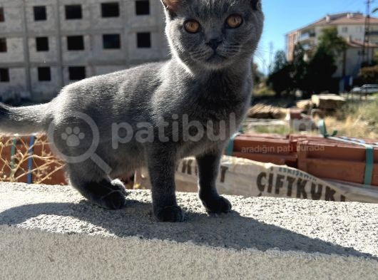 Gri Ve Beyaz Yavru Kediler görsel
