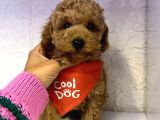 Toy Poodle Mini Boy Yavrular