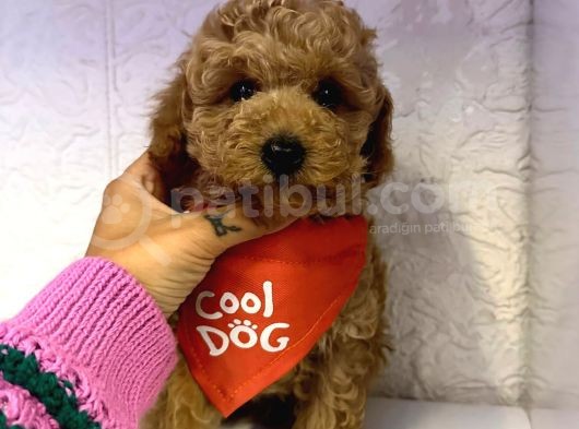 Toy Poodle Mini Boy Yavrular görsel