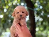 Apri̇cot Di̇şi̇ Toy Poodle Yavrumuz