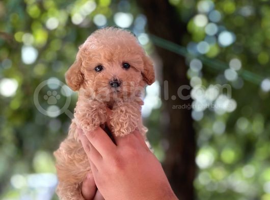 Apri̇cot Di̇şi̇ Toy Poodle Yavrumuz görsel
