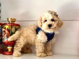 Dizayn Irk Sevimli Maltipoo Yavrular