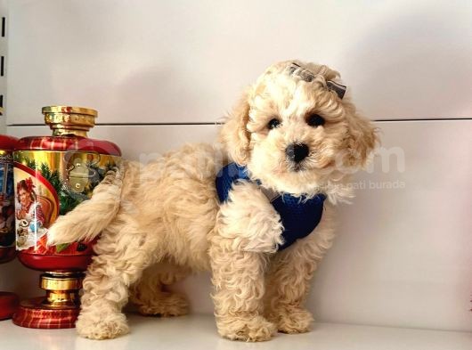 Dizayn Irk Sevimli Maltipoo Yavrular görsel