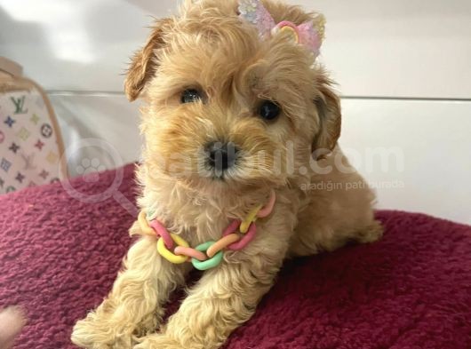Muhtesem Tatli Maltipoo Bebekler görsel