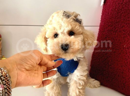 Dizayn Irk Sevimli Maltipoo Yavrular görsel