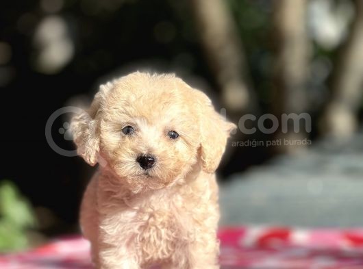 Apri̇cot Di̇şi̇ Toy Poodle Yavrumuz