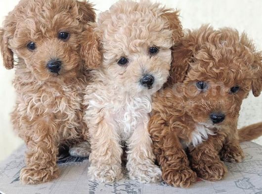 Uygun Koşullarda Toy Poodle Yavrular