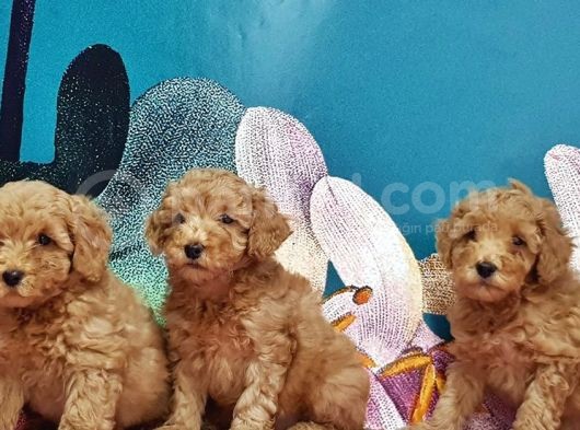 Toy Poodle Yavrusu görsel