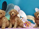 Toy Poodle Yavrusu