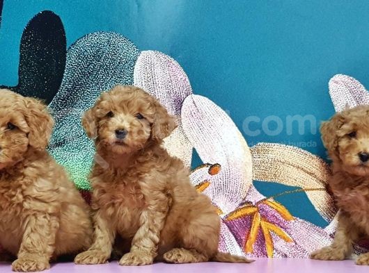 Toy Poodle Yavrusu görsel