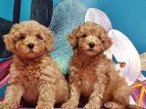 Toy Poodle Yavrusu