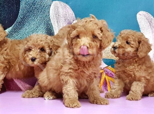 Toy Poodle Yavrusu görsel