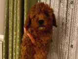 Ev Doğumlu Poodle Bebişler