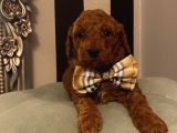 Aşılı Pasaportlu ToyPoodle Bebeklerimiz