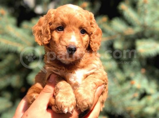 Poodle Görselinde Maltıpoo görsel