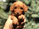 Poodle Görselinde Maltıpoo